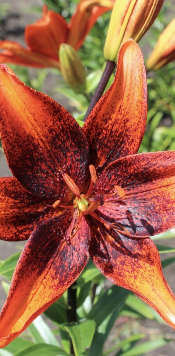 Close-up of a vibrant red and orange lily flower in bloom.