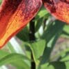 Close-up of a vibrant orange flower petal with green foliage background.