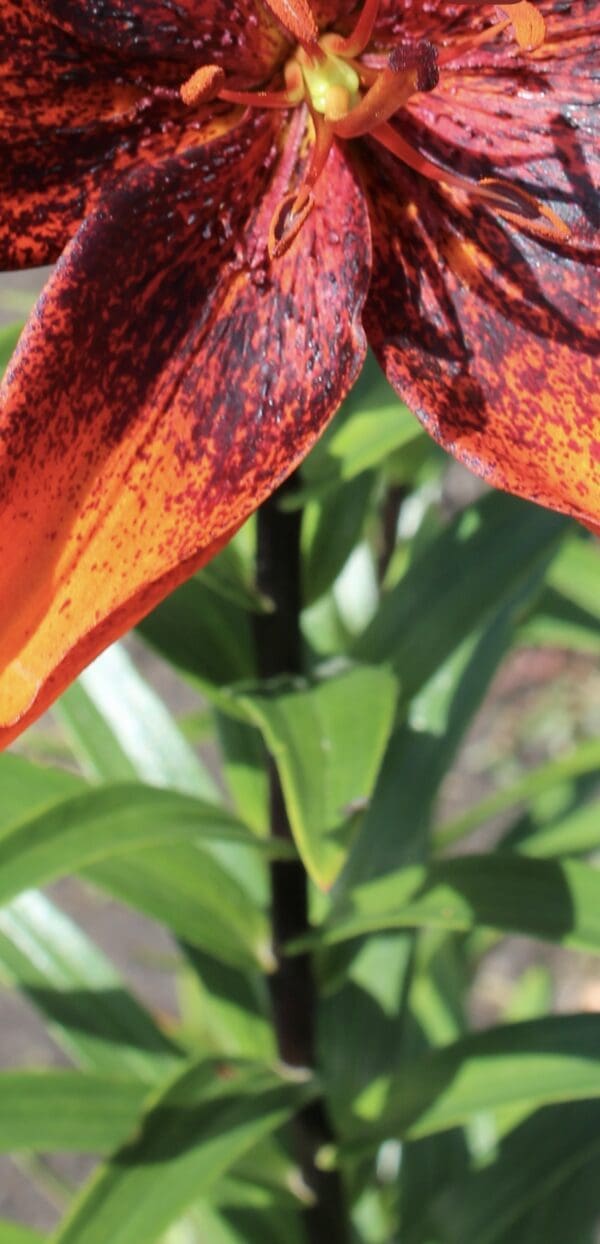 Close-up of a vibrant orange flower petal with green foliage background.