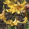 Close-up of vibrant yellow lilies blooming outdoors.