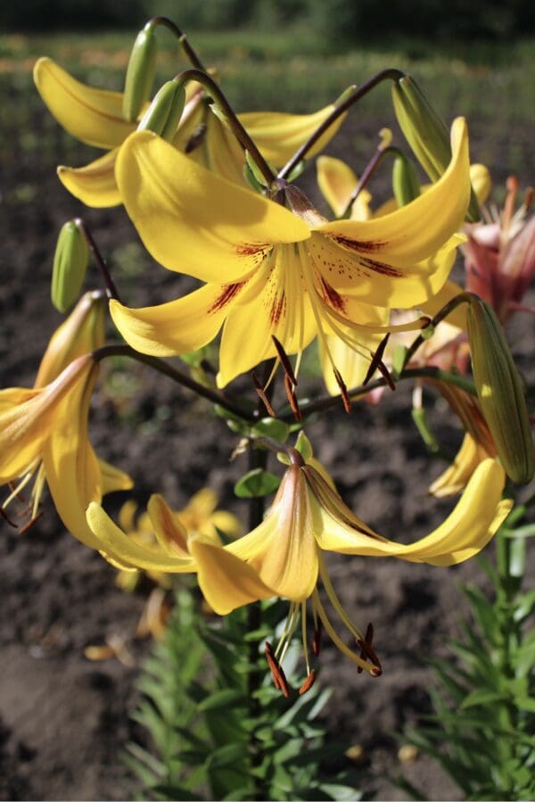 Close-up of vibrant yellow lilies blooming outdoors.