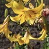 Close-up of vibrant yellow lilies blooming outdoors.