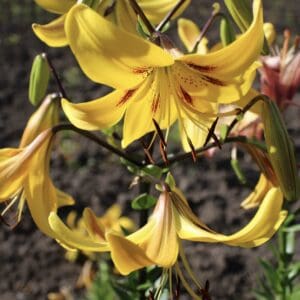 Close-up of vibrant yellow lilies blooming outdoors.