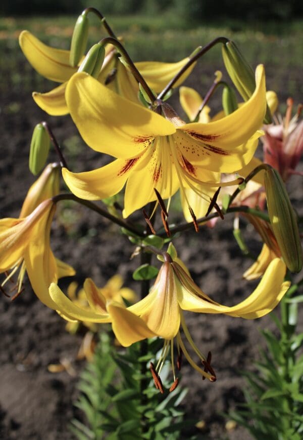 Close-up of vibrant yellow lilies blooming outdoors.