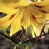 Close-up of a vibrant yellow lily flower in bloom under sunlight.