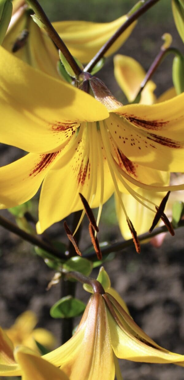 Close-up of a vibrant yellow lily flower in bloom under sunlight.