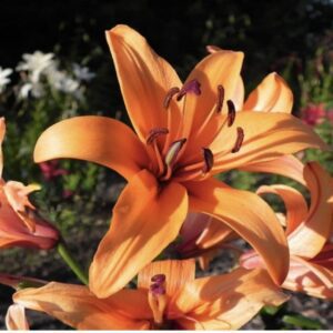 Open orange lily with dark brown anthers