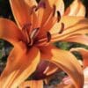 Close-up of a vibrant orange lily flower in bloom.