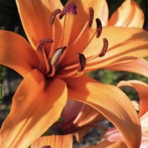 Close-up of a vibrant orange lily flower in bloom.
