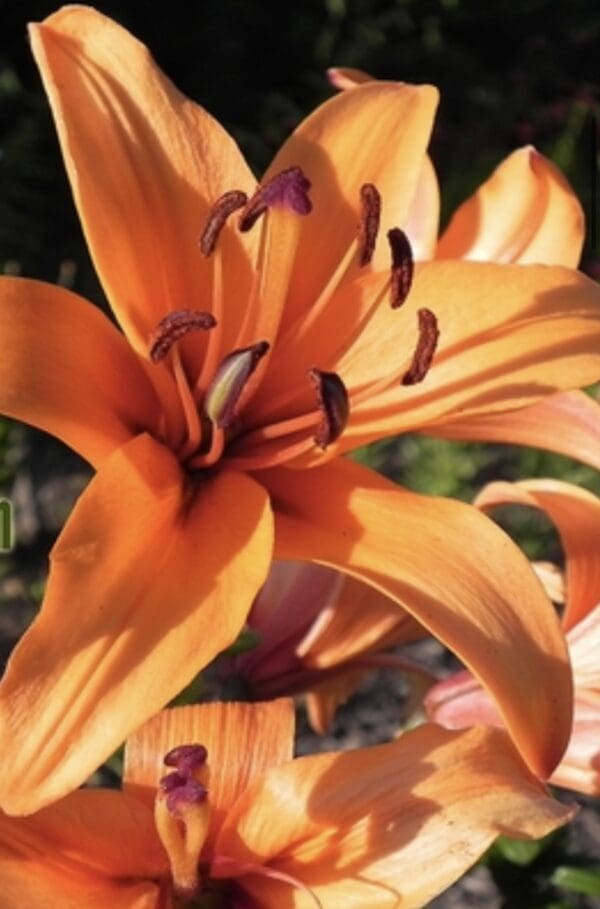 Close-up of a vibrant orange lily flower in bloom.