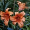 Three vibrant orange lilies blooming amidst green leaves.