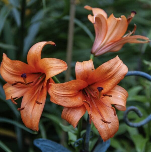 Three vibrant orange lilies blooming amidst green leaves.