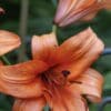 Close-up of vibrant orange lily flower in bloom.