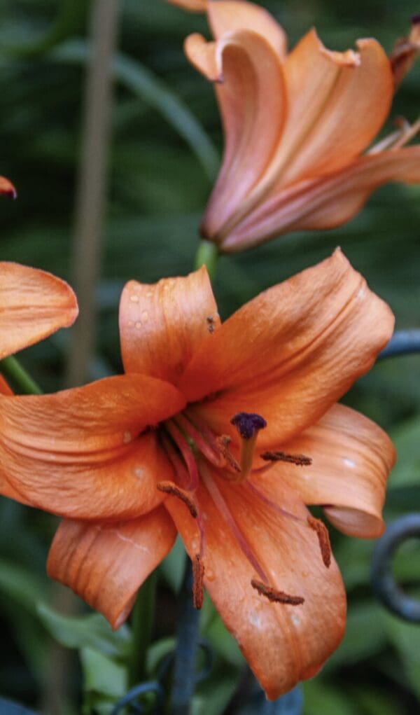 Close-up of vibrant orange lily flower in bloom.