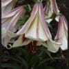 Close-up of a trumpet-shaped flower with pink and white petals.