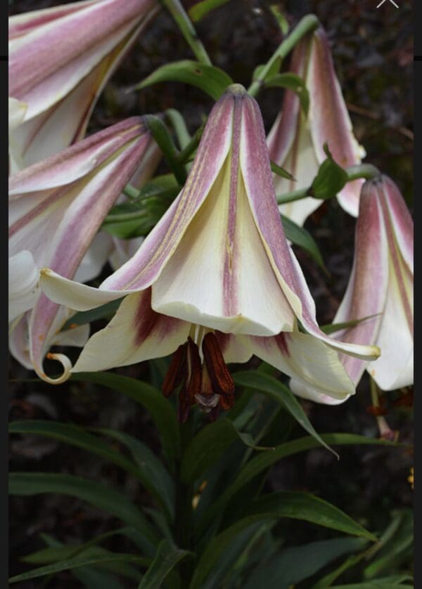 Close-up of a trumpet-shaped flower with pink and white petals.