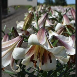 Close-up of blooming white lilies with pink accents in sunlight.