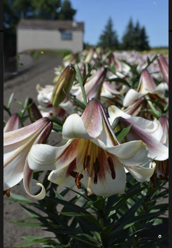 Close-up of blooming white lilies with pink accents in sunlight.