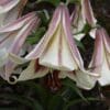 Close-up of delicate pink and white trumpet-shaped lily flowers.