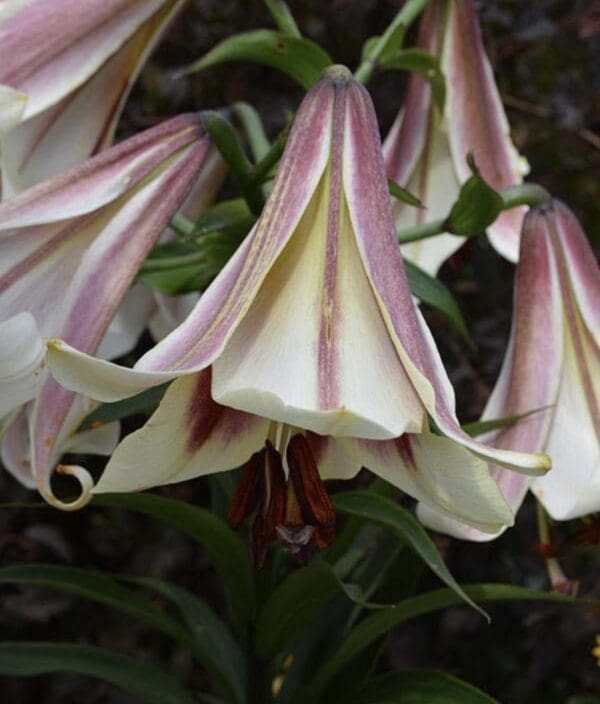 Close-up of delicate pink and white trumpet-shaped lily flowers.
