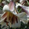 Close-up of a white lily flower with pink and dark red accents.
