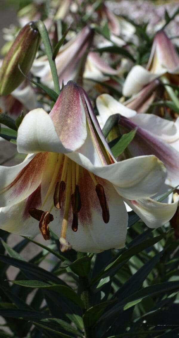 Close-up of a white lily flower with pink and dark red accents.
