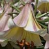 Close-up of a trumpet-shaped lily flower with soft pink and white petals.