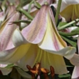 Close-up of a trumpet-shaped lily flower with soft pink and white petals.