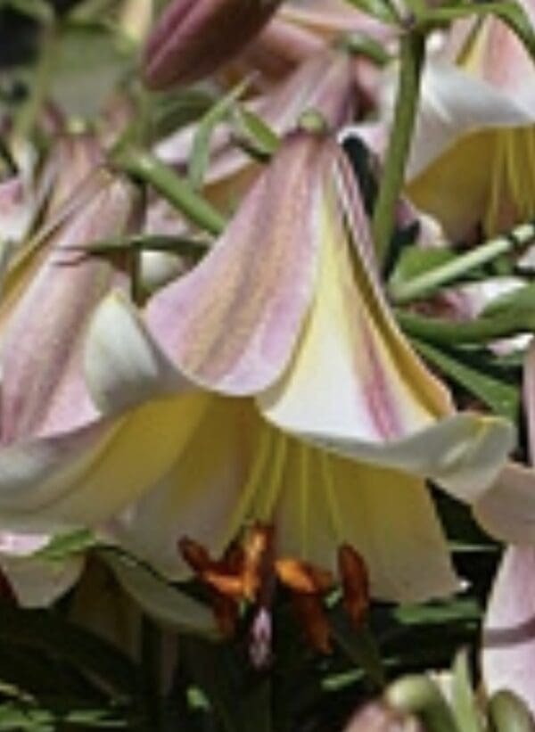 Close-up of a trumpet-shaped lily flower with soft pink and white petals.