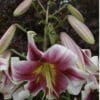 Close-up of blooming pink and white lilies with buds.
