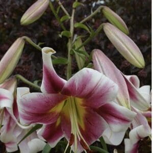 Close-up of blooming pink and white lilies with buds.