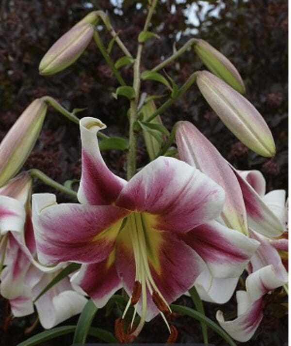 Close-up of blooming pink and white lilies with buds.