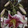 Close-up of pink and white lilies in bloom with unopened buds.