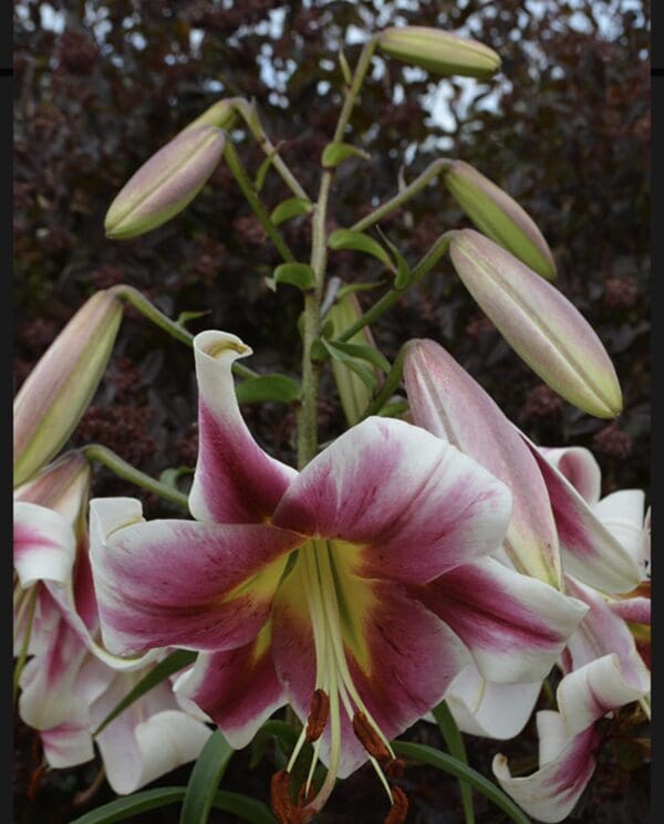 Close-up of pink and white lilies in bloom with unopened buds.