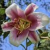 Close-up of a pink and white lily flower against a blue sky.
