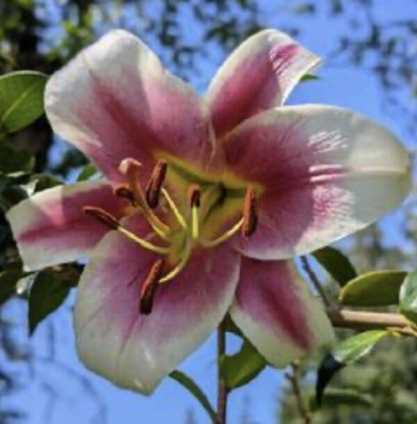 Close-up of a pink and white lily flower against a blue sky.