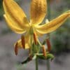 Close-up of a vibrant yellow lily flower with prominent stamens.