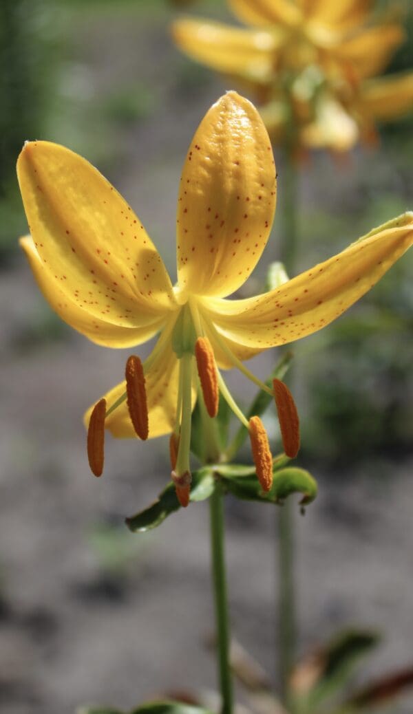 Close-up of a vibrant yellow lily flower with prominent stamens.