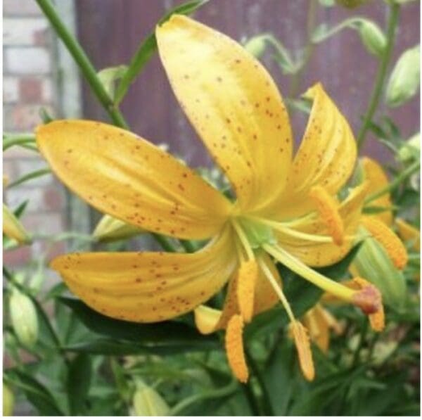 Close-up of a yellow lily flower with speckled petals in a garden.