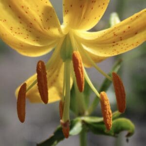 Close-up of a yellow lily flower with prominent stamens.