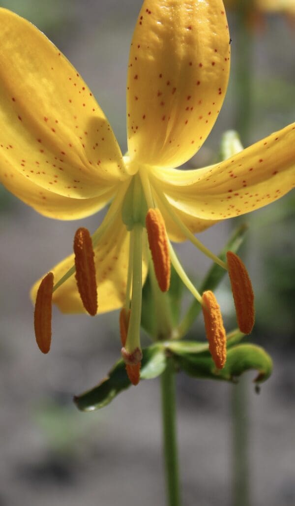 Close-up of a yellow lily flower with prominent stamens.
