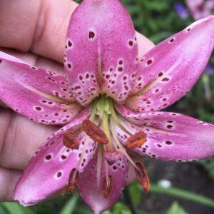 Pink lily held in hand, freckled petals