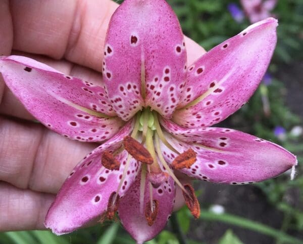 Close-up of a pink lily flower with spotted petals.