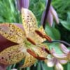 Close-up of a spotted yellow lily with prominent stamens.