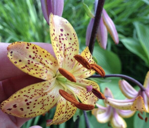 Close-up of a spotted yellow lily with prominent stamens.