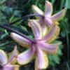 Close-up of two purple and yellow lilies with green foliage.