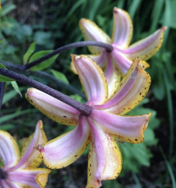 Close-up of two purple and yellow lilies with green foliage.