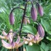Close-up of pink tiger lilies with unopened buds in a garden.