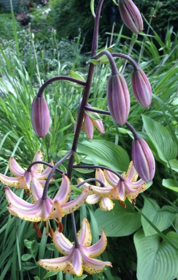Close-up of pink tiger lilies with unopened buds in a garden.