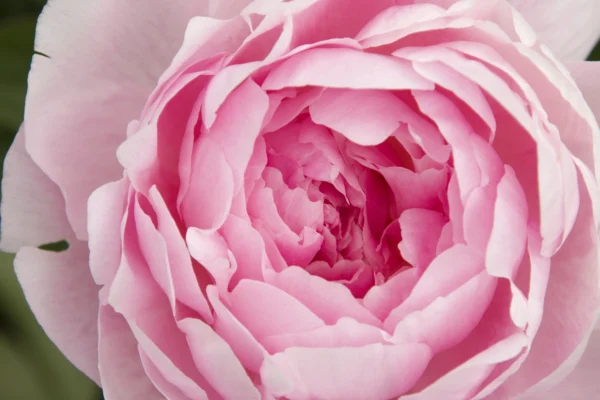 Close-up of a delicate pink peony flower in full bloom.